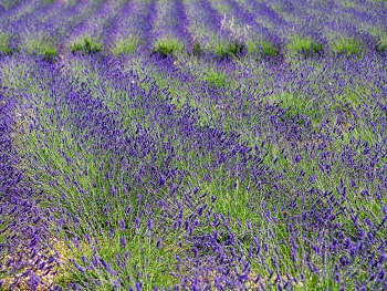 BIO farma fjori fôra na chorvatském ostrově Hvar